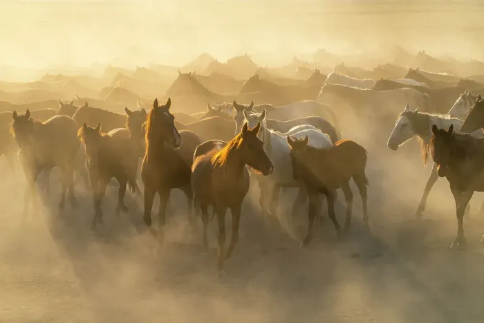 Framed Print : Herd of wild and semi-wild Yilki horses running in dust at sunset, Hacilar, Kayseri, Cappadocia, Anatolia, Turkey, Asia Minor, Asia Framed Print : Herd of wild and semi-wild Yilki horses running in dust at sunset, Hacilar, Kayseri, Cappadocia, Anatolia, Turkey, Asia Minor, Asia