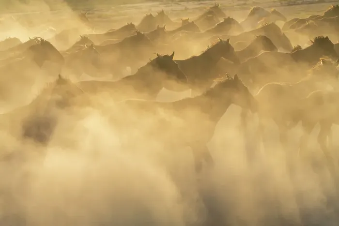 Framed Print : Herd of wild and semi-wild Yilki horses running in dust at sunset, Hacilar, Kayseri, Cappadocia, Anatolia, Turkey, Asia Minor, Asia Framed Print : Herd of wild and semi-wild Yilki horses running in dust at sunset, Hacilar, Kayseri, Cappadocia, Anatolia, Turkey, Asia Minor, Asia