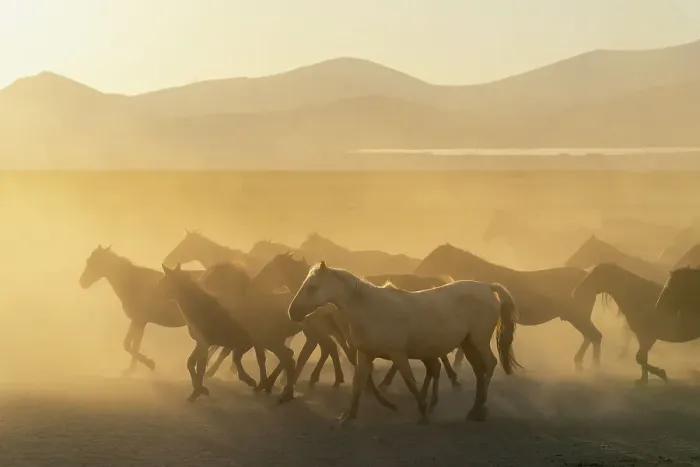 Framed Print : Herd of wild and semi-wild Yilki horses running in dust at sunset, Hacilar, Kayseri, Cappadocia, Anatolia, Turkey, Asia Minor, Asia Framed Print : Herd of wild and semi-wild Yilki horses running in dust at sunset, Hacilar, Kayseri, Cappadocia, Anatolia, Turkey, Asia Minor, Asia