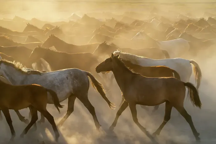 Framed Print : Herd of wild and semi-wild Yilki horses running in dust at sunset, Hacilar, Kayseri, Cappadocia, Turkey Framed Print : Herd of wild and semi-wild Yilki horses running in dust at sunset, Hacilar, Kayseri, Cappadocia, Turkey