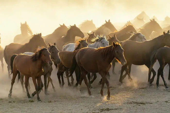 Framed Print : Herd of wild and semi-wild Yilki horses running in dust at sunset, Hacilar, Kayseri, Cappadocia, Turkey