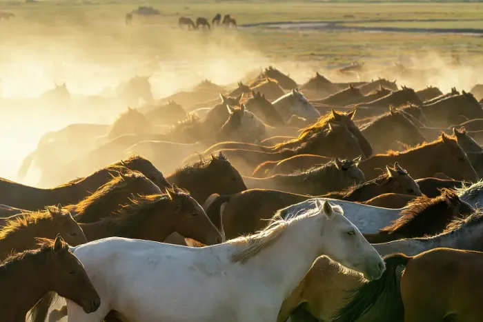 Framed Print : Herd of wild and semi-wild Yilki horses running in dust at sunset, Hacilar, Kayseri, Cappadocia, Anatolia, Turkey, Asia Minor, Asia