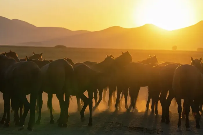 Framed Print : Herd of wild and semi-wild Yilki horses at sunset, Hacilar, Kayseri, Cappadocia, Anatolia, Turkey, Asia Minor, Asia