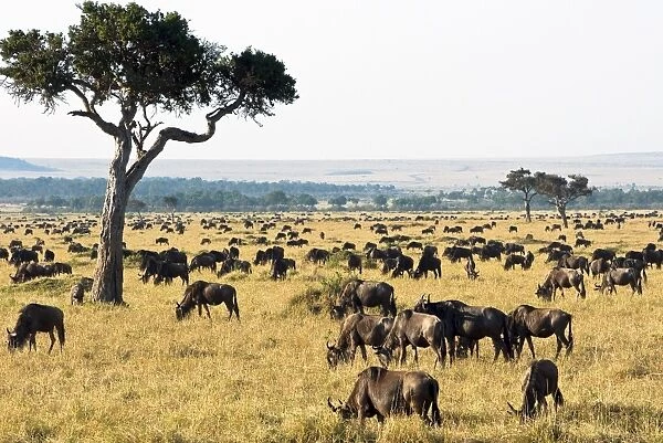 Herd of wildebeest (Connochaetes taurinus), Masai Mara National Reserve