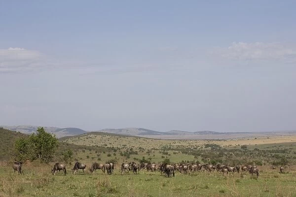 Herd of wildebeests (Connochaetes taurinus), Masai Mara National Reserve