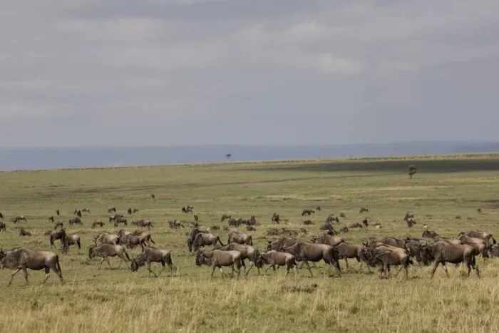 Framed Print : Herd of wildebeests (Connochaetes taurinus), Masai Mara National Reserve, Kenya, East Africa, Africa Framed Print : Herd of wildebeests (Connochaetes taurinus), Masai Mara National Reserve, Kenya, East Africa, Africa
