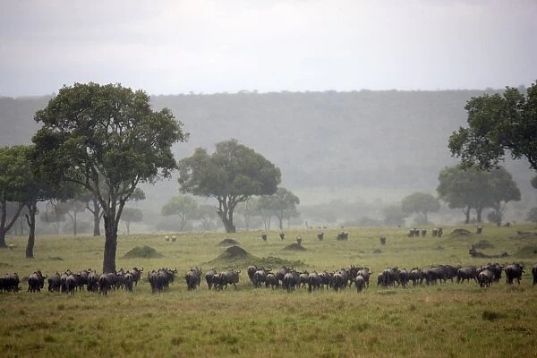 Herd of wildebeests (Connochaetes taurinus) migrating under the rain, Masai Mara National Reserve, Kenya, East Africa, Africa