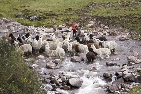 Herding alpacas and llamas through a river in the Andes, Peru, South America