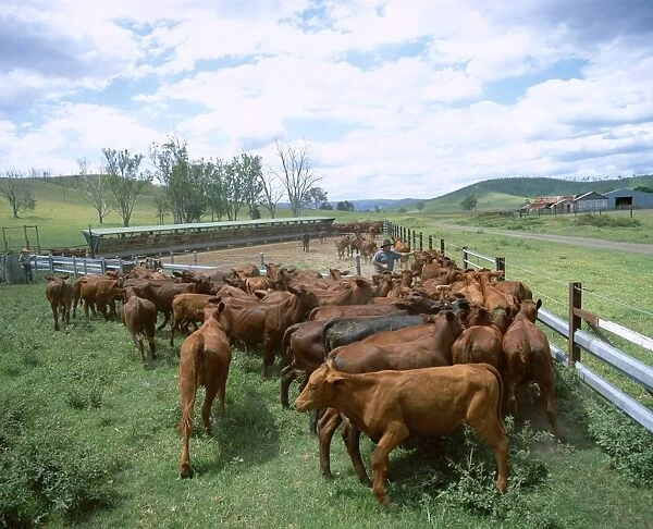 Herding beef cattle, cattle station, Queensland, Australia, Pacific