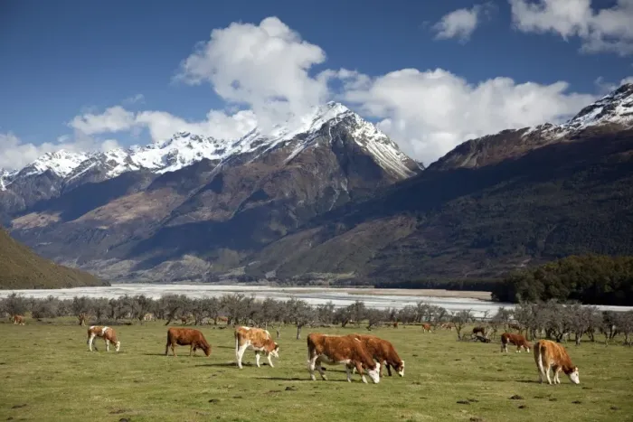 Framed Print : Hereford cattle in Dart River Valley near Glenorchy, Queenstown, South Island, New Zealand, Pacific Framed Print : Hereford cattle in Dart River Valley near Glenorchy, Queenstown, South Island, New Zealand, Pacific