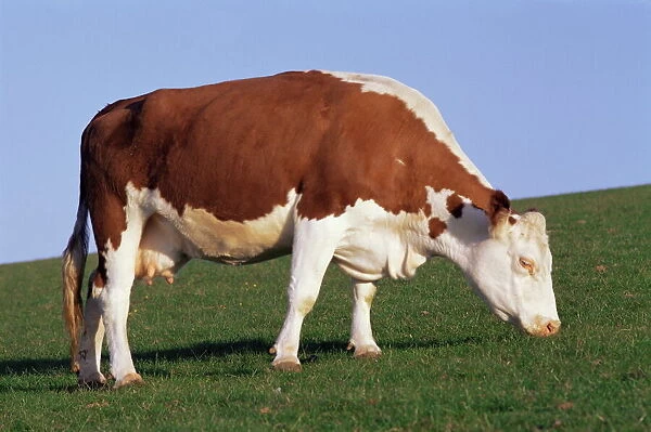 Hereford cow grazing on hillside, Chalk Farm, Willingdon, East Sussex, England