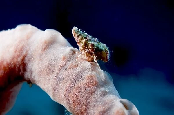 Hermit crab on a sponge, Dominica, West Indies, Caribbean, Central America
