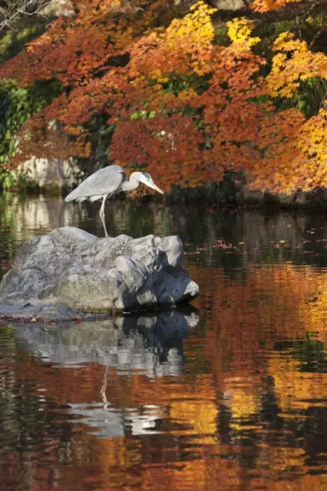 Framed Print : Heron on lake in autumn, Eikan-do Temple, Northern Higashiyama, Kyoto, Japan, Asia Framed Print : Heron on lake in autumn, Eikan-do Temple, Northern Higashiyama, Kyoto, Japan, Asia