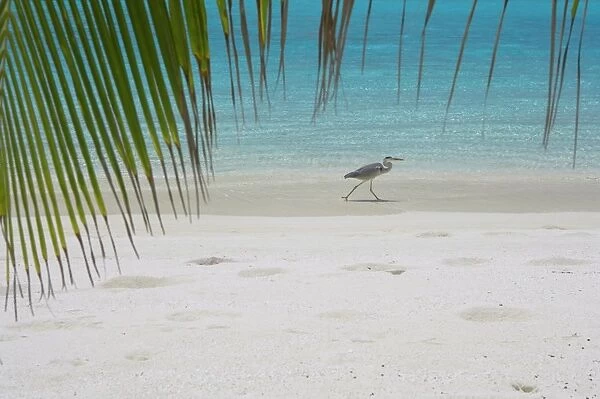 Heron wading along waters edge on tropical beach, Maldives, Indian Ocean, Asia