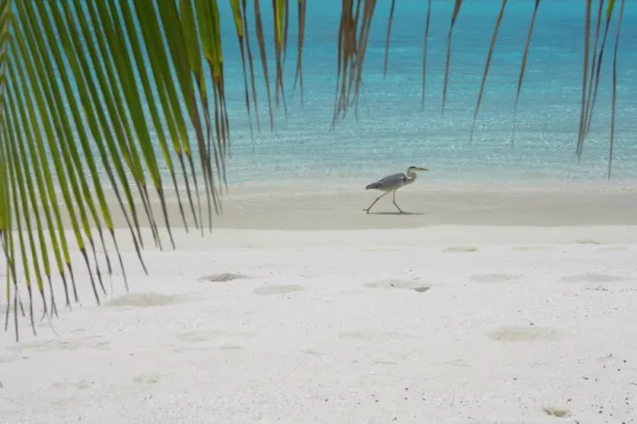 Framed Print : Heron wading along waters edge on tropical beach, Maldives, Indian Ocean, Asia Framed Print : Heron wading along waters edge on tropical beach, Maldives, Indian Ocean, Asia