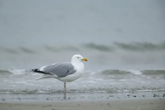 Framed Print : Herring gull Framed Print : Herring gull
