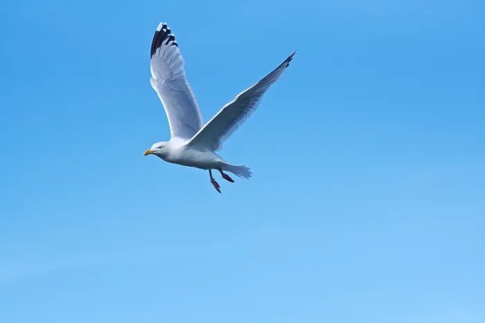 Framed Print : Herring gull (Larus argentatus) in flight, County Cork, Ireland Framed Print : Herring gull (Larus argentatus) in flight, County Cork, Ireland