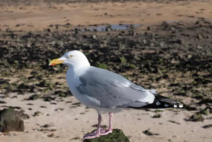 Framed Print : Herring Gull resting on a post on the beach at Red Wharf Bay on Anglesey, United Kingdom Framed Print : Herring Gull resting on a post on the beach at Red Wharf Bay on Anglesey, United Kingdom