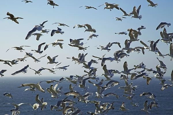 Herring gulls, England, United Kingdom, Europe