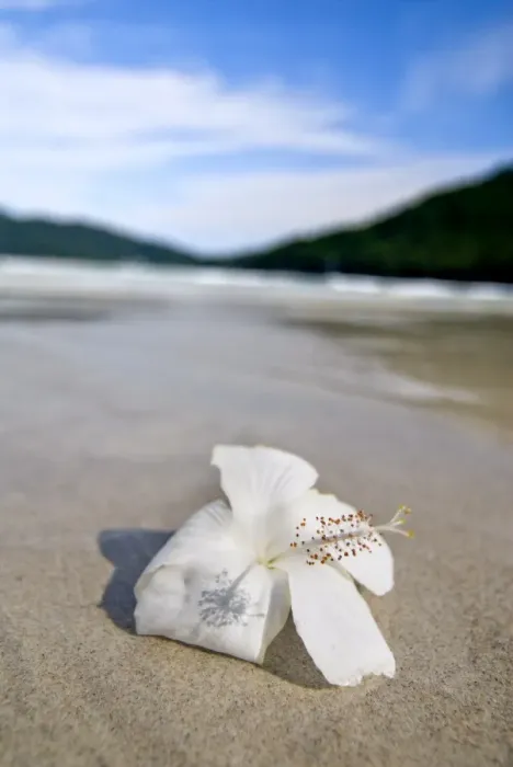 Framed Print : Hibiscus flower on beach, Perhentian islands, Malaysia, Southeast Asia, Asia Framed Print : Hibiscus flower on beach, Perhentian islands, Malaysia, Southeast Asia, Asia