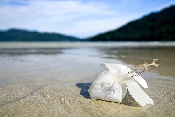 Hibiscus flower on beach, Perhentian islands, Malaysia, Southeast Asia, Asia