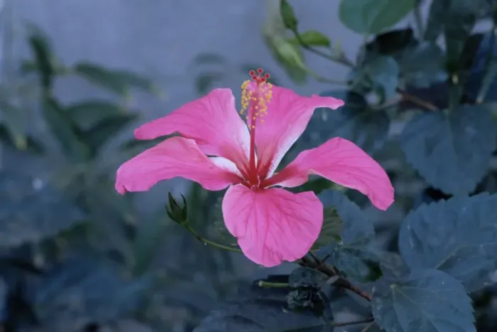 Framed Print : Hibiscus flower from His Highnesss hibiscus garden Framed Print : Hibiscus flower from His Highnesss hibiscus garden