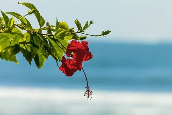 Hibiscus flower at popular Playa Guiones beach, Nosara, Nicoya Peninsula, Guanacaste Province, Costa Rica, Central America