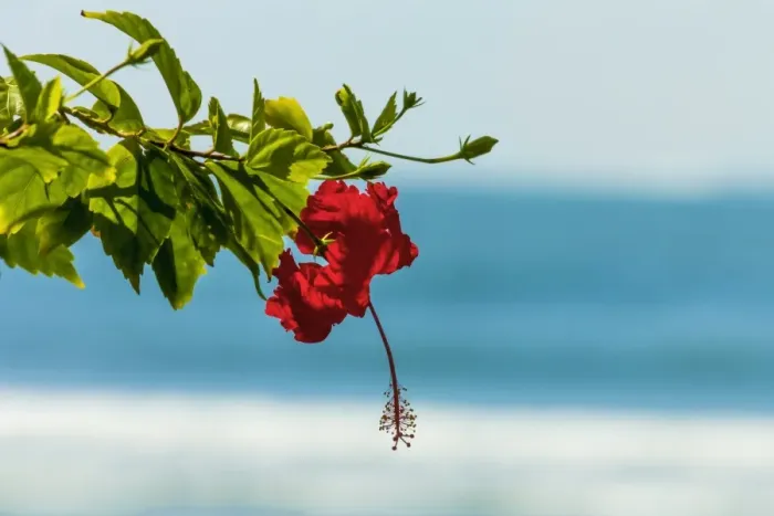 Framed Print : Hibiscus flower at popular Playa Guiones beach, Nosara, Nicoya Peninsula, Guanacaste Province, Costa Rica, Central America Framed Print : Hibiscus flower at popular Playa Guiones beach, Nosara, Nicoya Peninsula, Guanacaste Province, Costa Rica, Central America