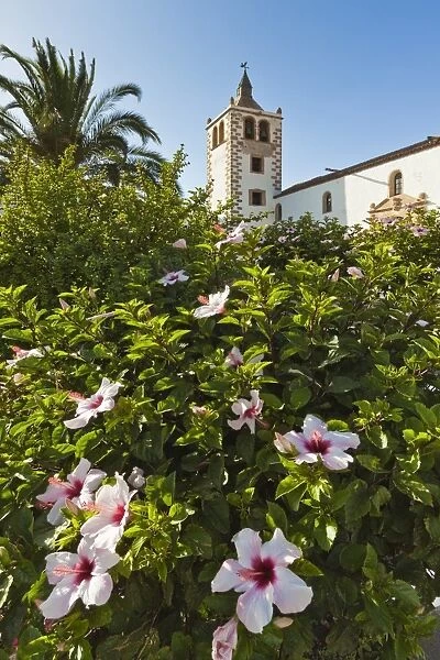 Hibiscus flowers and the 17th century Santa Maria Cathedral in this historic former capital, Betancuria, Fuerteventura, Canary Islands, Spain, Europe