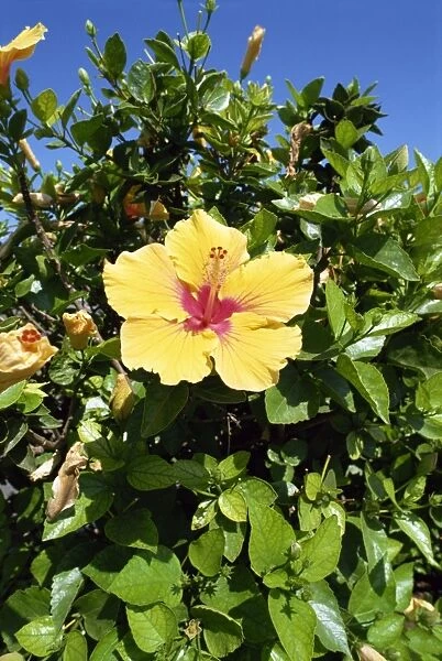 Hibiscus flowers, Hotel Tecini, Santiago, La Gomera, Canary Islands, Atlantic