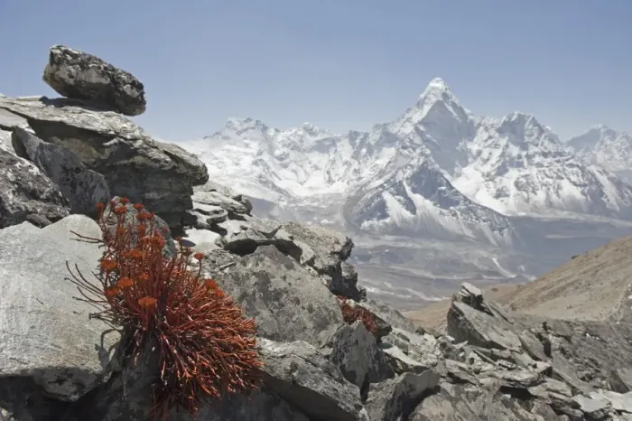 Framed Print : High altitude flowers, Ama Dablam in background, Solu Khumbu Everest Region
