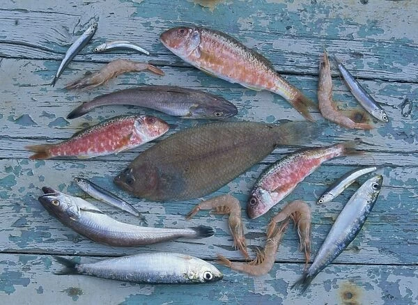 High angle view of still life of a selection of fish