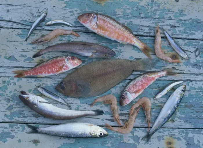 Framed Print : High angle view of still life of a selection of fish Framed Print : High angle view of still life of a selection of fish