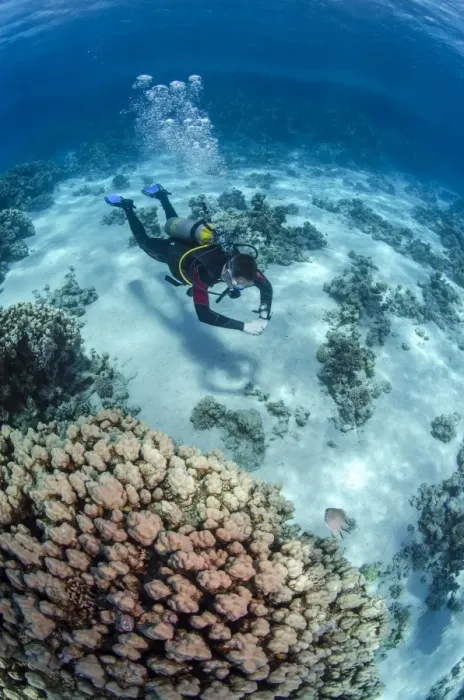 Framed Print : High angle view of a scuba diver diving in shallow water close to coral reef, Ras Mohammed National Park, Red Sea, Egypt, North Africa, Africa Framed Print : High angle view of a scuba diver diving in shallow water close to coral reef, Ras Mohammed National Park, Red Sea, Egypt, North Africa, Africa
