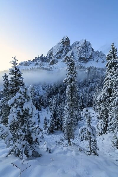 The high peak of Sass De Putia frames the snowy woods at dawn, Passo Delle Erbe, Funes Valley