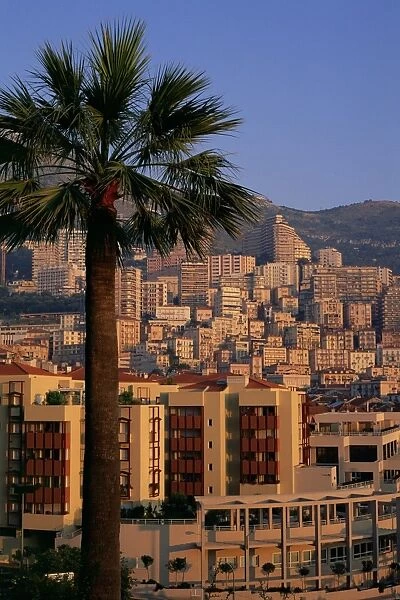 High rise buildings at sunrise, palm tree in foreground, La Condamine, Monaco, Europe