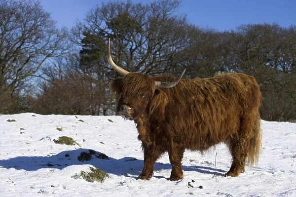 Highland bull in snow, conservation grazing on Arnside Knott, Cumbria, England