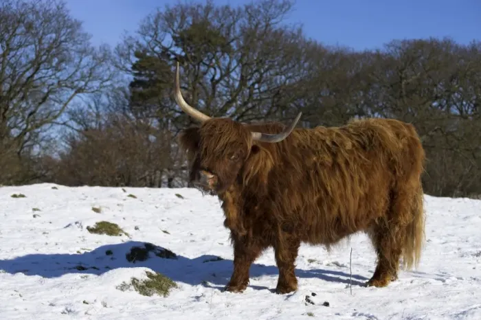 Framed Print : Highland bull in snow, conservation grazing on Arnside Knott, Cumbria, England Framed Print : Highland bull in snow, conservation grazing on Arnside Knott, Cumbria, England