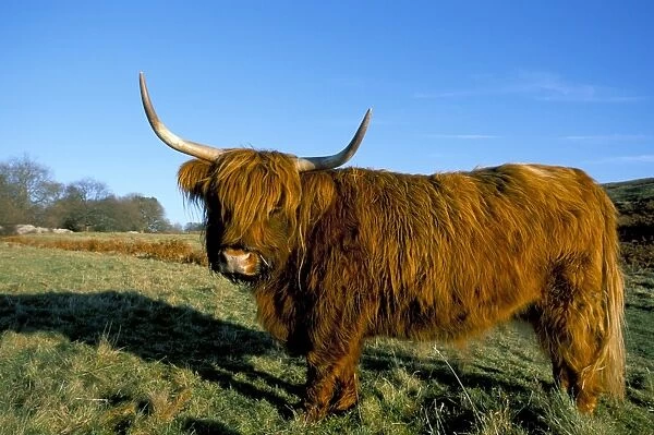 Highland cattle conservation grazing on Arnside Knott, Cumbria, United Kingdom, Europe