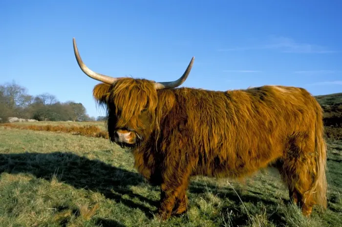 Framed Print : Highland cattle conservation grazing on Arnside Knott, Cumbria, United Kingdom, Europe Framed Print : Highland cattle conservation grazing on Arnside Knott, Cumbria, United Kingdom, Europe