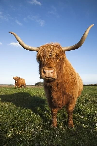 Highland cattle, conservation grazing on Loch of Kinnordy RSPB reserve, Kirriemuir, Angus, Scotland, United Kingdom, Europe