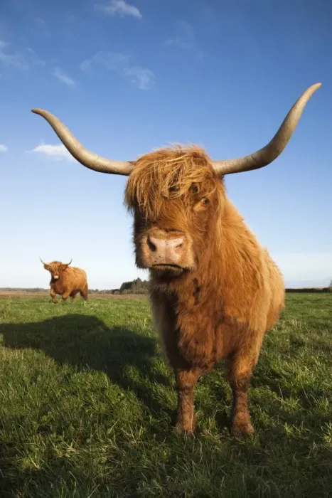 Framed Print : Highland cattle, conservation grazing on Loch of Kinnordy RSPB reserve, Kirriemuir, Angus, Scotland, United Kingdom, Europe Framed Print : Highland cattle, conservation grazing on Loch of Kinnordy RSPB reserve, Kirriemuir, Angus, Scotland, United Kingdom, Europe