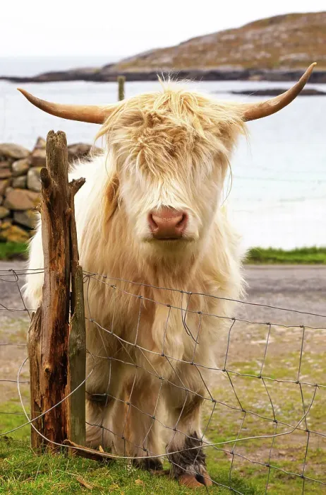 Framed Print : Highland cattle in Huisinish (Hushinish), Isle of Harris, Outer Hebrides, Scotland, United Kingdom, Europe Framed Print : Highland cattle in Huisinish (Hushinish), Isle of Harris, Outer Hebrides, Scotland, United Kingdom, Europe