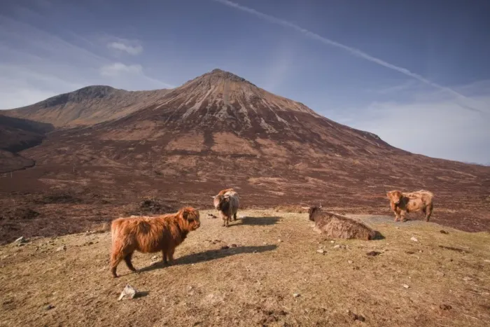 Framed Print : Highland cattle on the Isle of Skye in the Highlands, Inner Hebrides, Scotland, United Kingdom, Europe Framed Print : Highland cattle on the Isle of Skye in the Highlands, Inner Hebrides, Scotland, United Kingdom, Europe