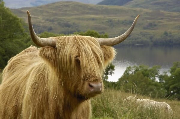 Highland cattle above Loch Katrine, Loch Lomond and Trossachs National Park, Stirling, Scotland, United Kingdom, Europe