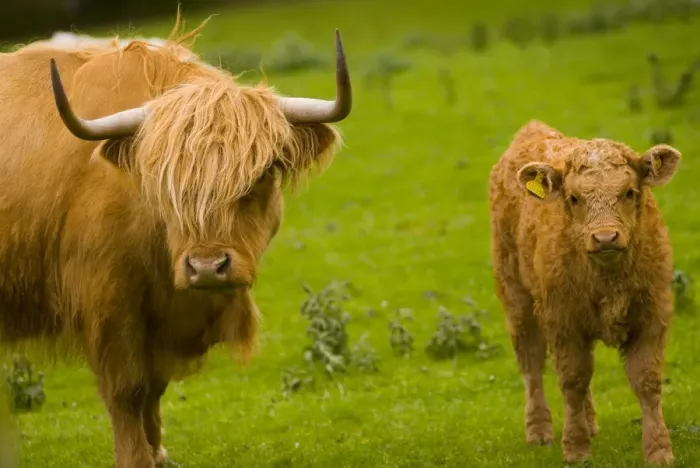 Framed Print : Highland cattle, Perthshire, Scotland, United Kingdom, Europe Framed Print : Highland cattle, Perthshire, Scotland, United Kingdom, Europe