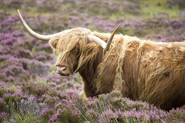 Highland cow grazing among heather near Drinan, on road to Elgol, Isle of Skye