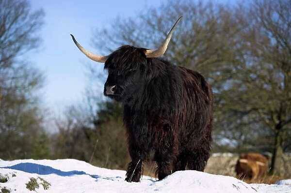 Highland cow in snow, conservation grazing on Arnside Knott, Cumbria, England