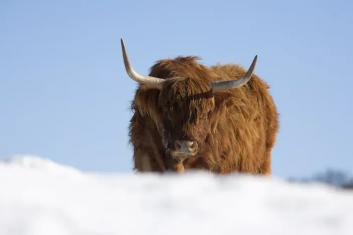 Framed Print : Highland cow in snow, conservation grazing on Arnside Knott, Cumbria, England Framed Print : Highland cow in snow, conservation grazing on Arnside Knott, Cumbria, England
