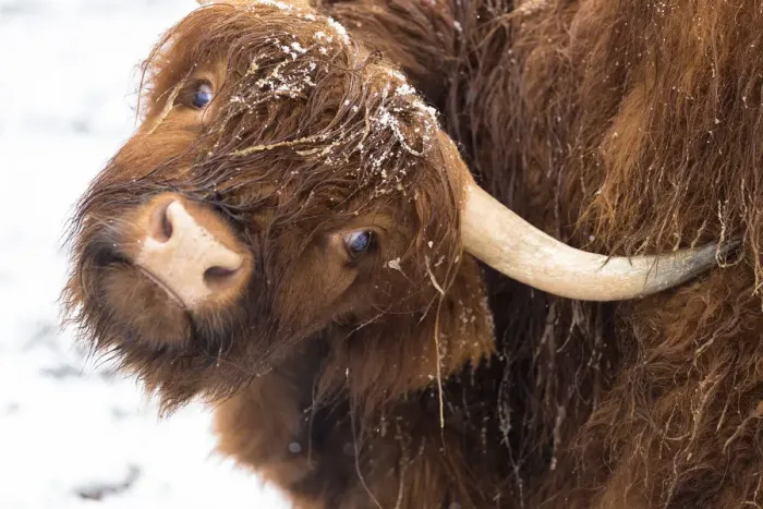 Framed Print : Highland cow under the snow, Valtellina, Lombardy, Italy, Europe Framed Print : Highland cow under the snow, Valtellina, Lombardy, Italy, Europe